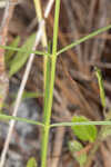 Carolina milkweed